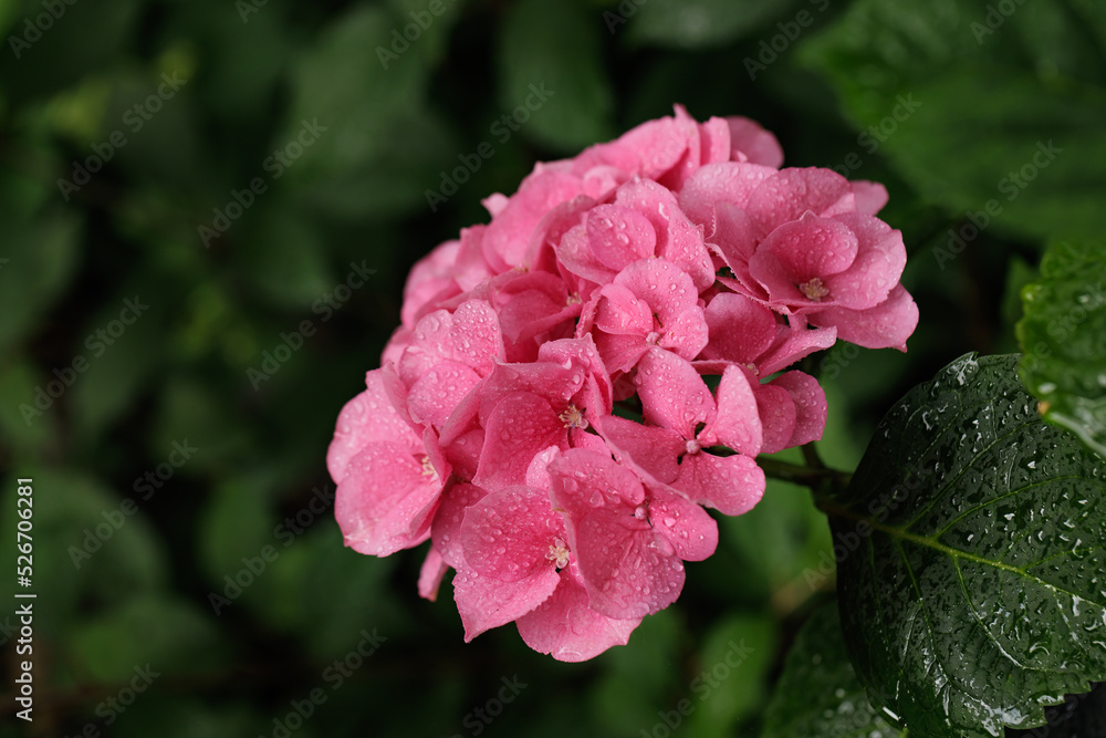 Fototapeta premium Hydrangea macrophylla, large-leaved pink hydrangea, close-up with dew drops