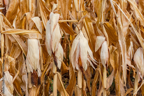 Withered corn cobs hang their heads after long period of heat