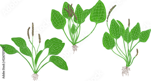 Plantain plant isolated on white background. Vector illustration of medicinal herb in cartoon flat style. Plantago
