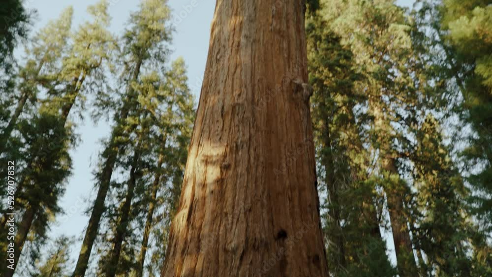 General Sherman Tree, world's largest tree. Grand perspective pan down. Massive tall old ancient Sequoia tree world record. Shot on 5k RED GEMINI. Sequoia National Park, California United States General Sherman Tree, world's largest tree. Grand perspective pan down. Massive tall old ancient Sequoia tree world record. Shot on 5k RED GEMINI. Sequoia National Park, California United States