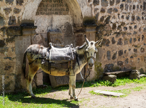 Donkey next to the old church in Khndzoresk cave settlement (13th-century, used to be inhabited till the 1950s), Syunik region, Armenia photo