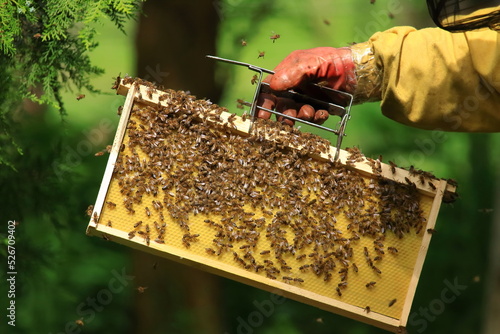 Beekeeper removing honeycomb from beehive