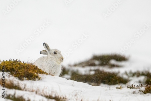 Cute mountain hare sitting in the white snow storm photo