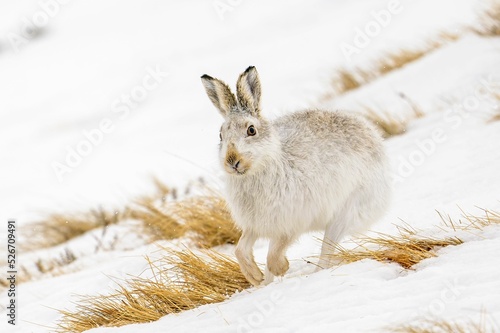 Closeup of a mountain hare running in the white snow