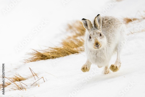 Fotografi Closeup of a mountain hare running in the white snow