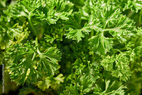 Bunch of fresh parsley background image