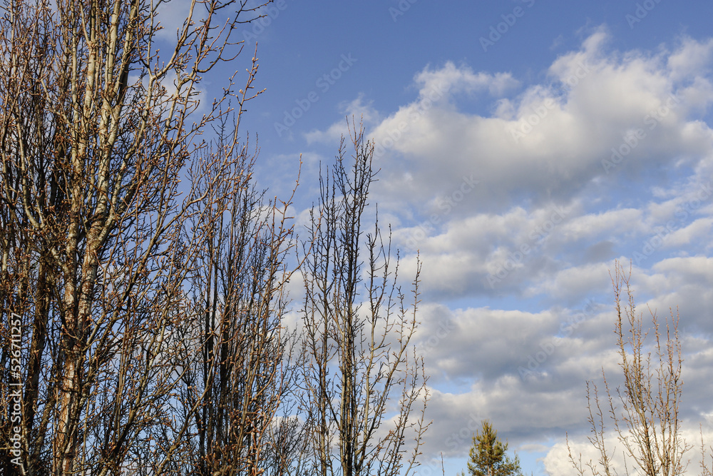 row of deciduous trees against sky row of deciduous trees against sky