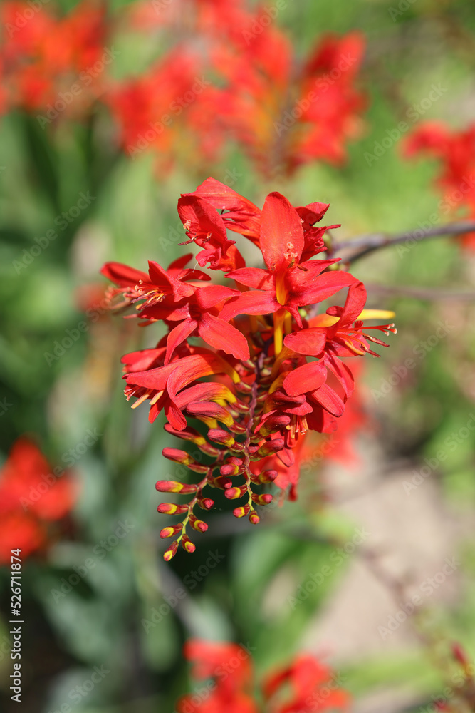 Close up of a Montbretia bloom, Warwickshire England
Close up of a Montbretia bloom, Warwickshire England