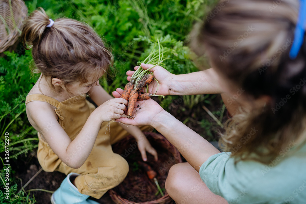 Naklejka premium Top view of happy mother and daughter harvesting homegrown carrot, fresh vegetable. Sitting in their garden.