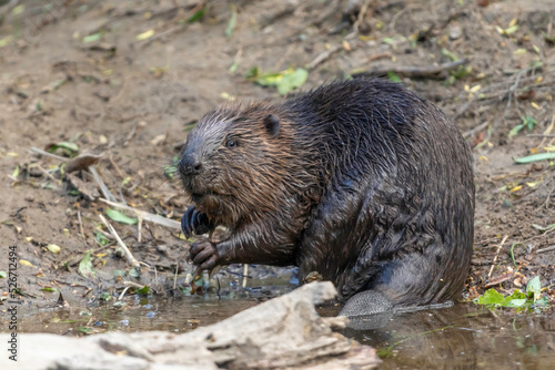 Eurasian beaver (Castor fiber) on the banks of the River Tay, Scotland photo