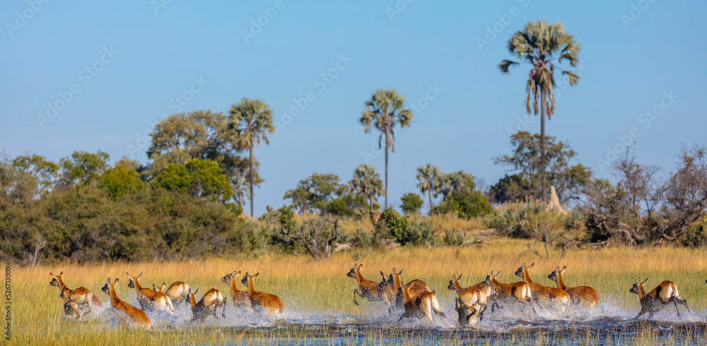 Red lechwe (Kobus leche leche). Okavango Delta. Botswana Red lechwe (Kobus leche leche). Okavango Delta. Botswana
