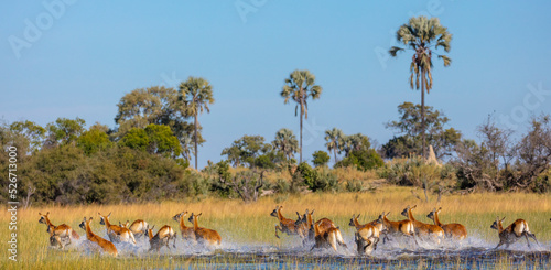 Red lechwe (Kobus leche leche). Okavango Delta. Botswana photo