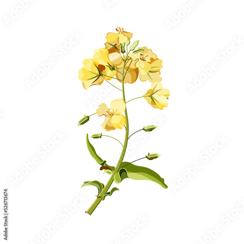 Colorful blossoming rapeseed flower isolated on white background. Flat cartoon vector botany illustration for poster, web design, banner, card, flyer, icon, logo or badge.