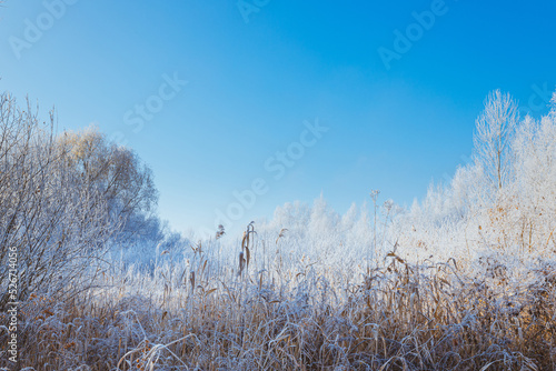 Fresh frosty air on an autumn morning in the forest clearing among rime-covered trees and high dry grass. Gorgeous November scenery with clear blue sky.