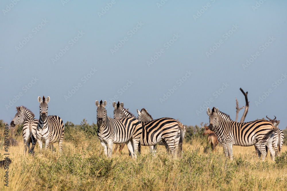 Fototapeta premium 5DsR199204