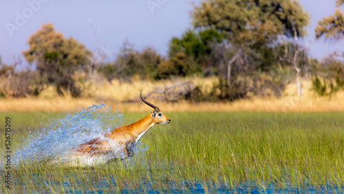 Red lechwe (Kobus leche leche). Okavango Delta. Botswana photo