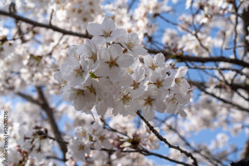 blooming tree