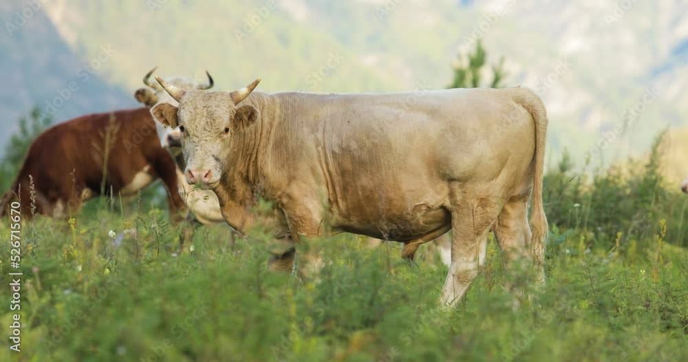 Cow and bull in the mountains. Happy milky cows are grazing in the grass. Rural scene, in the background mountains. Well-fed, well-groomed cows, bulls and calfs. Cow and bull in the mountains. Happy milky cows are grazing in the grass. Rural scene, in the background mountains. Well-fed, well-groomed cows, bulls and calfs.