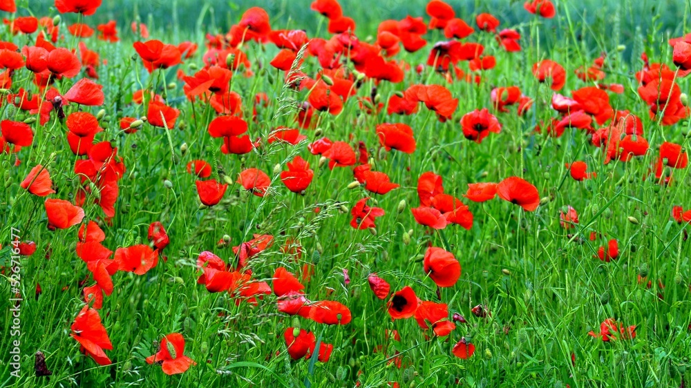 Fototapeta premium Mohn