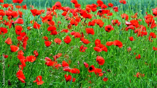 Mohn