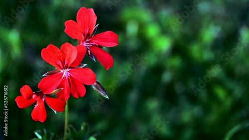 Rote Blüten © Theresa