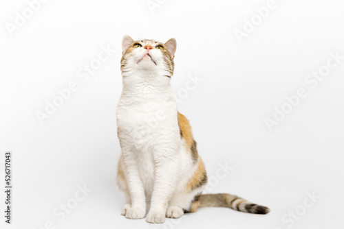Three colored Calico cat is sitting, looking up on light gray background.