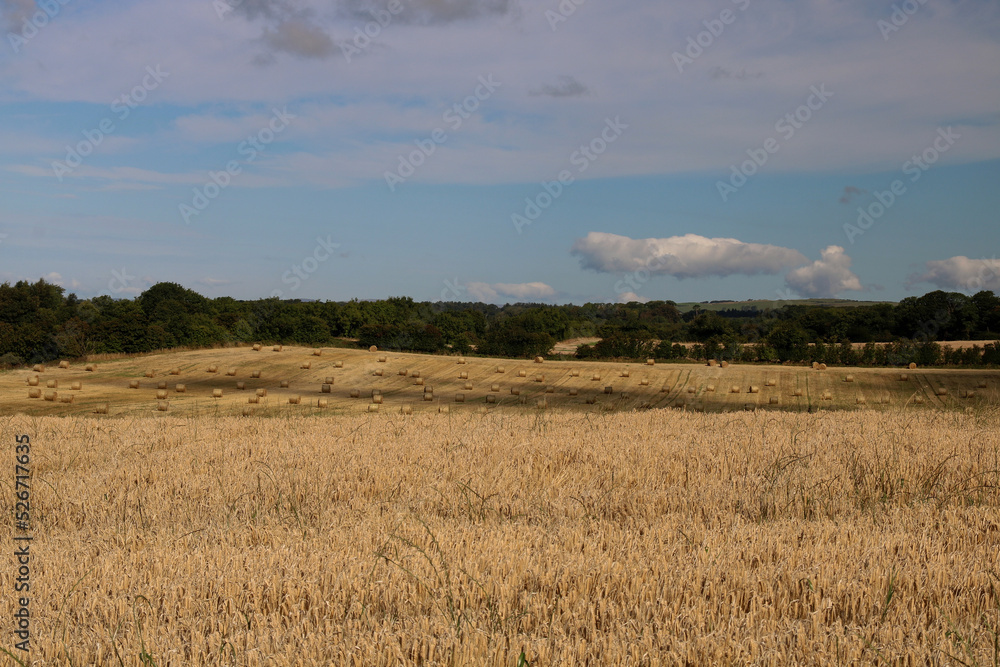Farmland View with Wheat Field and Hay Bales