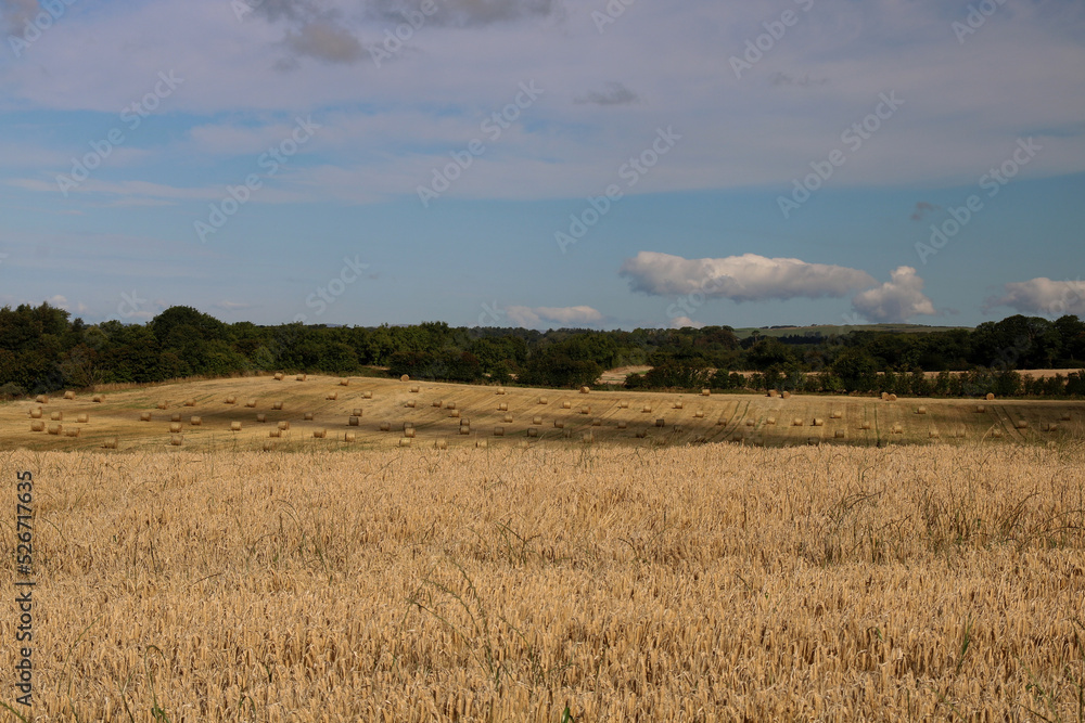 Farmland View with Wheat Field and Hay Bales Farmland View with Wheat Field and Hay Bales