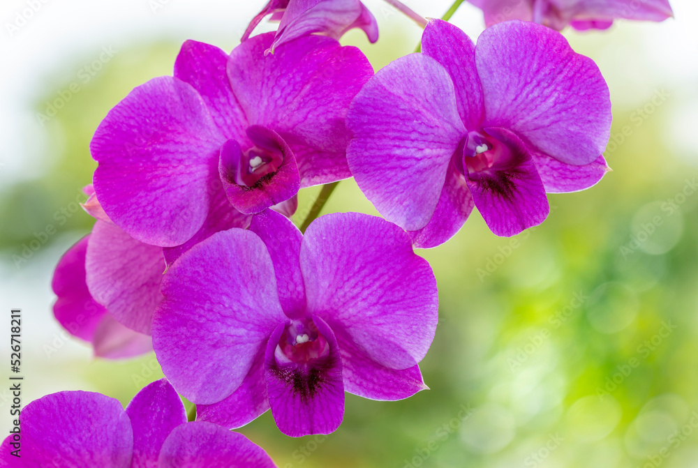 Pink orchid on green nature background, Blooming orchids on a green background. Pink orchid on green nature background, Blooming orchids on a green background.