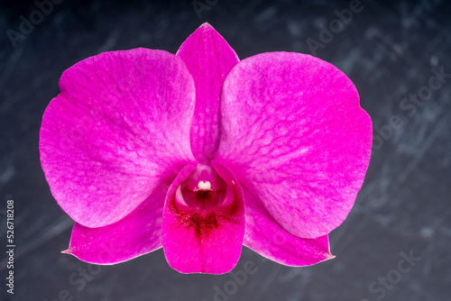 Pink orchid on black texture background  Blooming orchids on a black background.