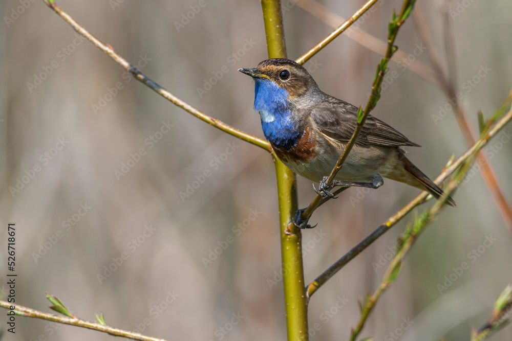Blaukehlchen (Luscinia svecica) Männchen Blaukehlchen (Luscinia svecica) Männchen