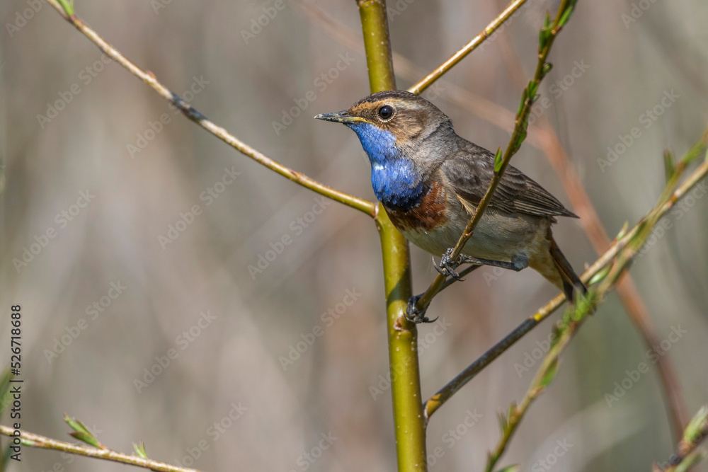 Weißsterniges Blaukehlchen (Luscinia svecica) Männchen Weißsterniges Blaukehlchen (Luscinia svecica) Männchen