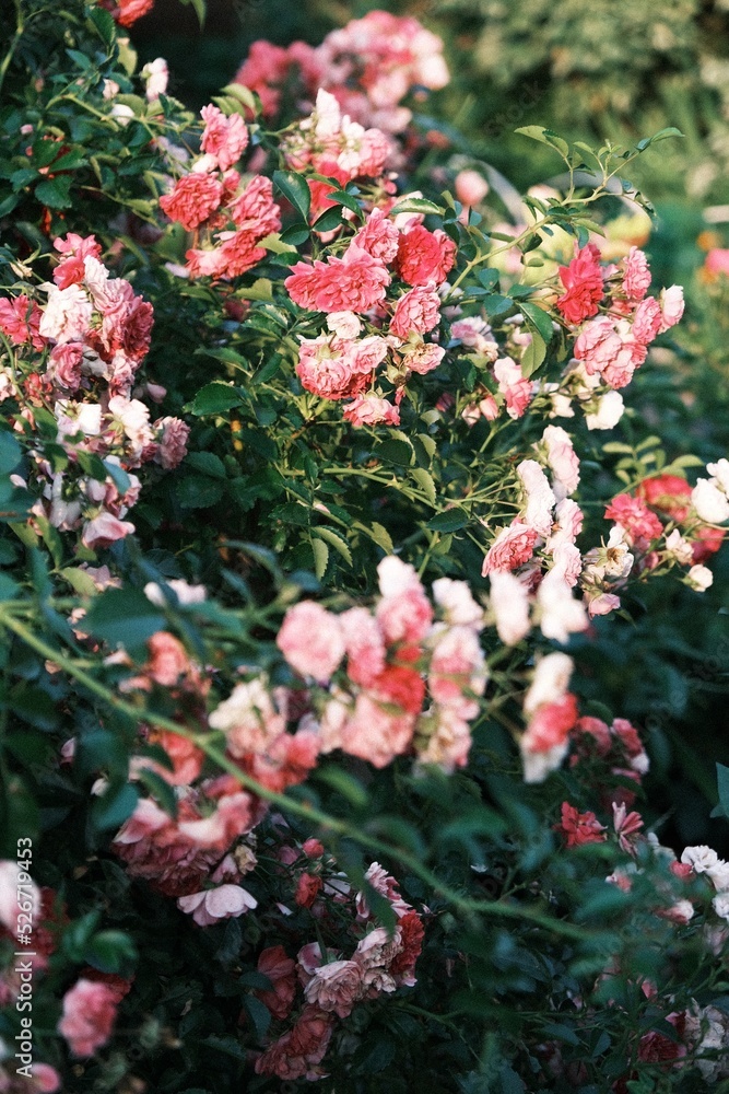 Rose Rose