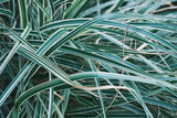 Phalaris arundinacea or canary grass. Striped grass foliage with green and white leaves, background or screensaver for nature banner or parks and gardens news.