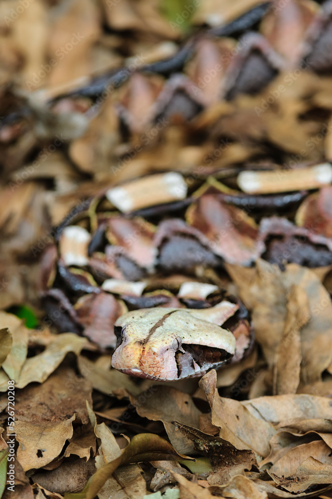 Fototapeta premium The beautifully patterned Gaboon Adder (Bitis gabonica) camouflaged amongst forest leaf litter that is so typical of its natural habitat. KwaZulu Natal. South Africa