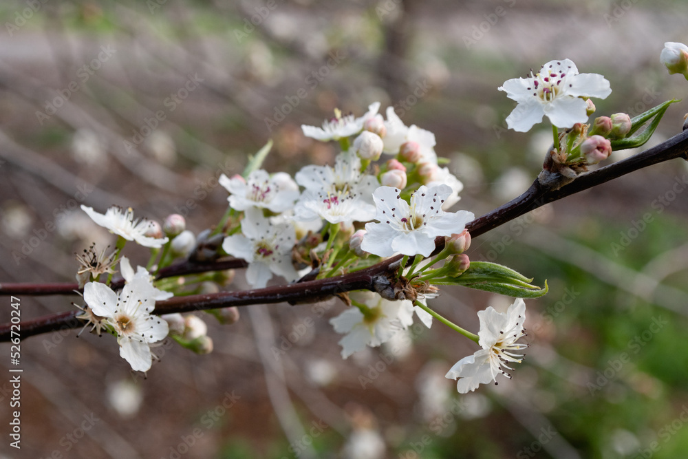 Spring white flowers blossoms blooming apple tree Spring white flowers blossoms blooming apple tree