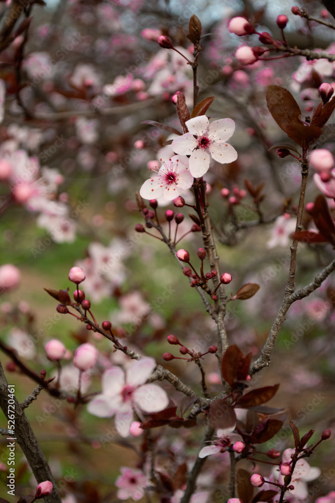 Spring pink flowers blossoms blooming apple tree Spring pink flowers blossoms blooming apple tree