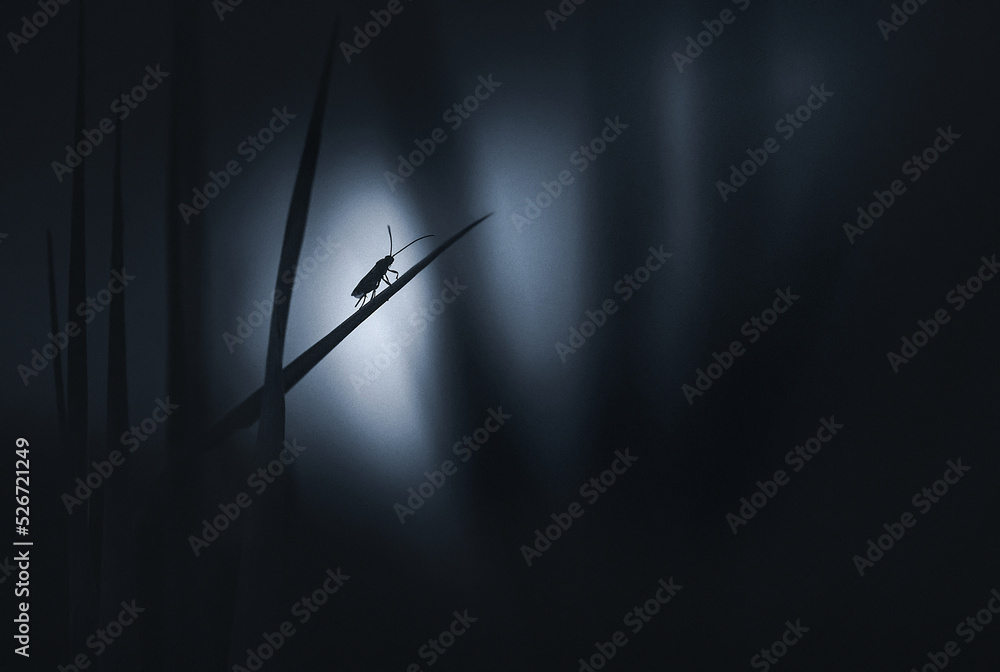An abstract and magical image of a silhouette of a tiny insect hiding in the night forest, on a blade of grass in nature, in the moonlight on a dark blue background. Fairy tale concept. An abstract and magical image of a silhouette of a tiny insect hiding in the night forest, on a blade of grass in nature, in the moonlight on a dark blue background. Fairy tale concept.