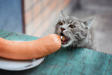 The cat steals a big sausage from the plate. A cunning thief cat is trying to steal a sausage from a wooden table. Funny cats. Funny situations with animals.