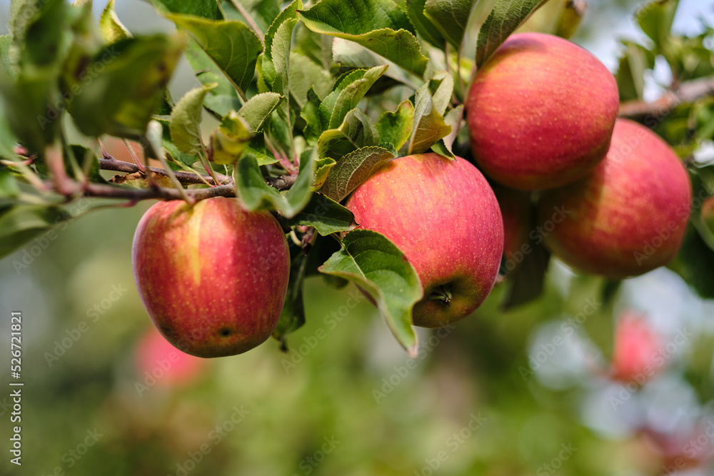 Autumn day. Rural garden. In the frame ripe red apples on a tree Autumn day. Rural garden. In the frame ripe red apples on a tree