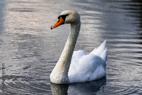 Swan in Lake