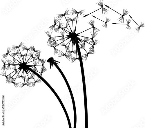 Dandelion in the wind png illustration