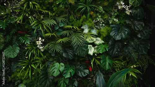 Creative nature green background, tropical leaf banner or floral jungle pattern concept.  © kelvn
