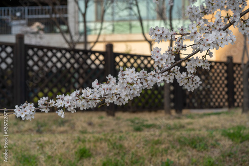 fence