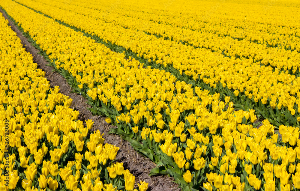 Fototapeta premium tulip field in the Netherlands - yellow tulips