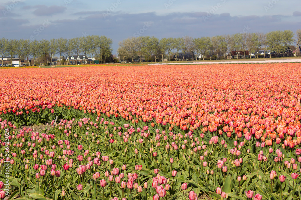 tulip field in the Netherlands - orange tulips