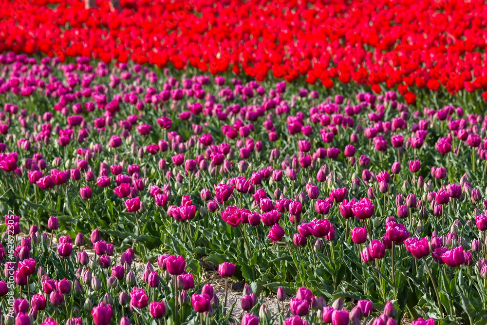 tulip field in the Netherlands - pink and red tulips