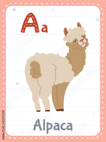 Alphabet printable flashcard with letter A. Cartoon cute alpaca animal picture and english word on flash card for children education. School memory cards for kindergarten kids flat vector illustration