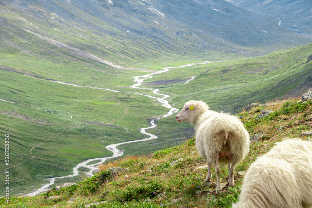 Naklejka premium Sheeps clamly chew the grass on a green meadow along the path leading to the summit of Galhopiggen in Norway with the scenery of beautiful mountains in the background.