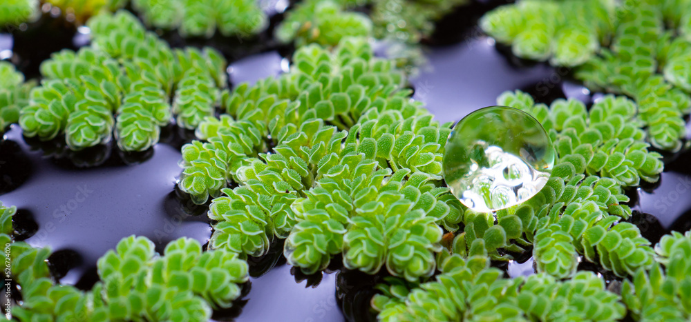 Azolla microphylla Macro photography with water drop Azolla microphylla Macro photography with water drop